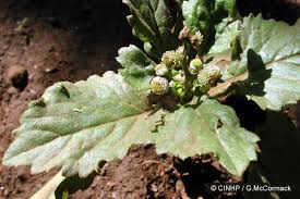 Image result for Dichrocephala