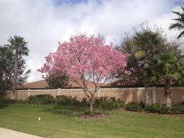 Check spelling or type a new query. Pink Trumpet Tree Tabebuia Heptaphylla Flower Tree Florida Gardening