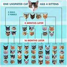 How Fast A Cat Can Reproduce Please Look At This Chart