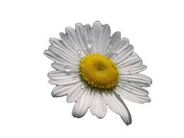 For tumblr, facebook, chromebook or websites. Daisies Gifs Beautiful Flowers On Animated Images For Free