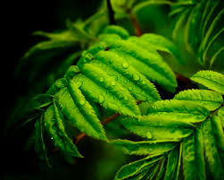 Choose from hundreds of free 4k wallpapers. Beautiful Green Leaves Drops Water 4k Ultra Hd Wallpaper For Desktop Computer And Mobile 3840x2160 Wallpapers13 Com