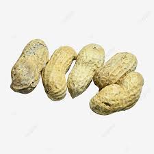 Kacang tanah yang memiliki nama latin arachis hypogaea l. Gambar Lima Kacang Tanah Masak Penuaian Bumper Matang Pemakanan Png Dan Clipart Untuk Muat Turun Percuma