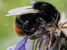How to differentiate a bumble bee vs carpenter bee. Big Black Bumble Bee On Flower Close Up Stock Photo Picture And Royalty Free Image Image 58053735