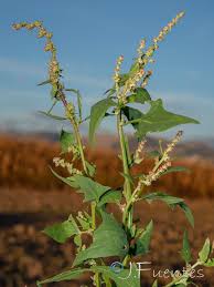 Image result for Atriplex patula