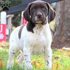 German shorthaired pointe akc gun dogs gsp puppies bird dogs hunting dogs. German Shorthaired Pointer Puppies For Sale Greenfield Puppies Pointer Puppies German Shorthaired Pointer I Love Dogs