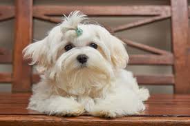 On average, a maltese dog should cost between $0 and $10,000. How Many Years Maltese Dogs Live Neeness