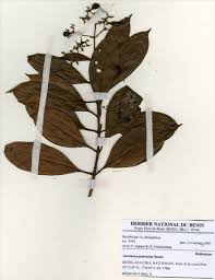 Image result for Gaertnera paniculata