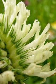 Image result for Trifolium wentzelianum