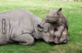 Baby Rhino Sitting On It S Mother 9gag
