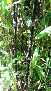 Black Bamboo Plants For Sale Pin On Bamboo