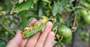 Maybe you would like to learn more about one of these? Identify And Treat Septoria Leaf Spot On Tomatoes Gardener S Path