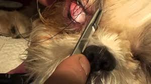 A cat eye infection caused by a herpes virus can be devastating to the eyes of young kittens, leaving them with impaired vision or even complete blindness. Treating A Corneal Ulcer In A Bug Eyed Dog Youtube