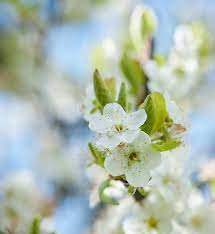 Maybe you would like to learn more about one of these? Plum Trees For Sale Prunus Domestica Buy Plum Trees Online Uk