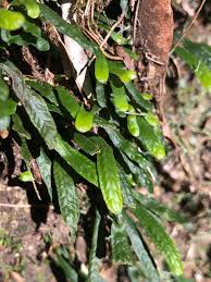 Image result for Grammitis