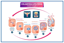 Image result for chlamydia symptoms