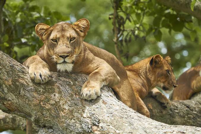 7 Days Murchison, Kibale and Queen Elizabeth Safari