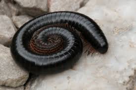 Black And Yellow Millipede North Carolina Species Of Giant Millipede Giant Millipedes