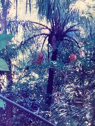 Image result for Raphia rostrata