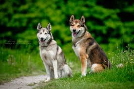 Image result for západosibiřská lajka