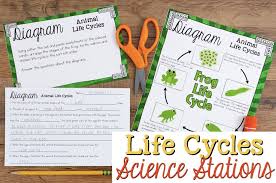 Life Cycles Of Plants And Animals Science Stations For