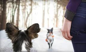 Es gibt viele gründe, warum hunde bellen. Mein Hund Bellt Andere Hunde An Tipps Gegen Bellen Fur 2020