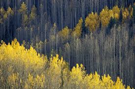 Bildergebnis für John Shaw