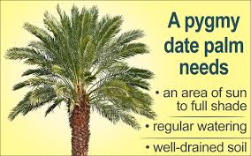 This palm was in my front colorful island when we bought the house, and we love it. Pygmy Date Palm Care Gardenerdy