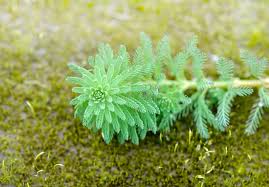 Image result for Haloragaceae