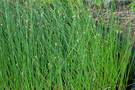 Image result for Cyperus laevigatus