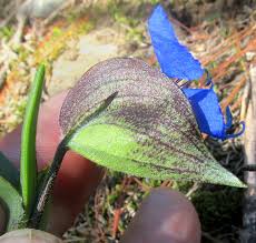 Image result for Commelina subulata