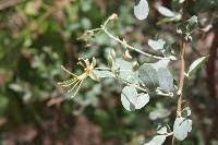 Image result for Cadaba farinosa