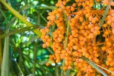 They make very tasty jelly thus it's common name jelly palm. Palm Tree Fruit Free Stock Photo Public Domain Pictures