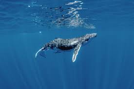 One reason is that their annual migration routes are well known. Dive Into The Serene Magical World Of The Humpback Whale Wired