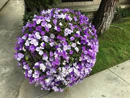 What flowers are purple and white. Gardening There S Power In These Purple And White Plants Orange County Register