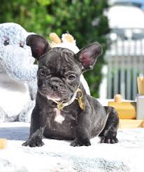 Find local french bulldog puppies for sale and dogs for adoption near you. Tiny Black Brindle Boy Www Poeticfrenchbulldogs Com French Bulldog Puppies For Sale Health Certificate From Our Vet Shots Up To Date One Y