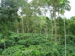 They keep the balance of the environment. Essay On Tree Plantation