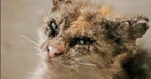 Semua hewan memiliki sifat sensitif yang harus dipahami manusia. Miracat Anti Fungal Treatment For Cat 6 Cara Hilangkan Kurap Pada Kucing