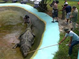 The hunt and eventual capture of the giant crocodile took close to three weeks and once caught, a hundred people were required to bring him to land. Lolong Is The Largest Crocodile Ever Measured And Is 20 Feet 3 Inches Pics