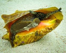 Pink Conch Shell | Queen Conch Shells | Wholesale | Individually