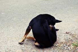 Even if it's not a prostate cancer diagnosis, some of these signs can point to a different type of cancer, or other health concerns too! My Dog Has Pus Coming From His Penis Causes And Types