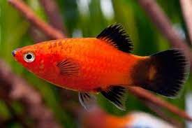 Memelihara Ikan Hias Red Wagtail Platy Dan Makanannya Gerava Com