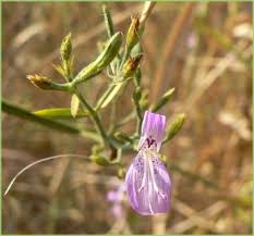 Image result for Dicliptera paniculata