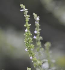 Image result for Cantinoa americana