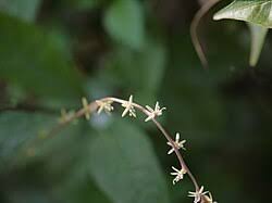 Image result for Petiveria alliacea