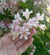 Image result for Kolkwitzia amabilis