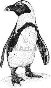 As you may already know there are about 17 species of penguins. African Penguin Spheniscus Demersus Line Art And Full Color Illustrations Penguin Drawing Penguin Illustration African Penguin