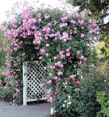 My azalea leaves are completely covered with powdery mildew. Prune Roses That Climb Heirloom Roses