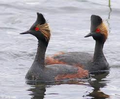 Identification Water Birds Of Colorado Pin By Just One Planet On Birds In 2020 Aquatic Insects Breeds Species