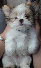 See photos, breed details & more. How Much Does A Shih Tzu Puppy Cost Click The Picture To Read Puppies Dog Breeds That Dont Shed Cute Puppies