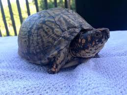 Morla The 2 Legged Box Turtle Is Leon County Humane Society Facebook